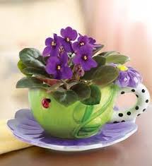 Resultado de imagem para violetas