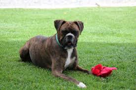 Boxer Colors Colorado Boxers