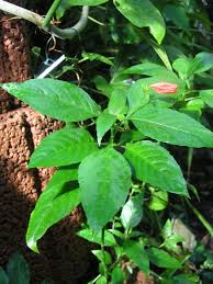 Image result for Ruellia brevifolia