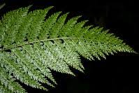 Image result for Asplenium bugoiense