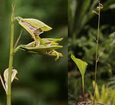 Image result for Nervilia petraea