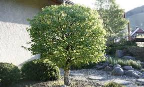 10 Tipps Rund Um Baume Im Garten Baume Garten Baumgarten Garten