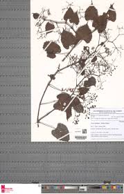 Image result for Cissus glaucophylla