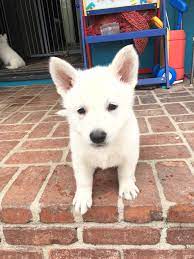 Share it or review it. White Shepherd Puppies For Sale Petswall
