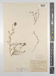 Image result for Coleus sessilifolius