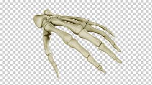 Lessons on the skeletal system (upper limb, lower limb, skull, vertebrae, rib, and sternum bones). Human Skeleton Anatomy Carpal Bones Human Body Hand 3d Computer Graphics Hand Arm Png Klipartz