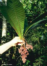 Image result for Anacardiaceae