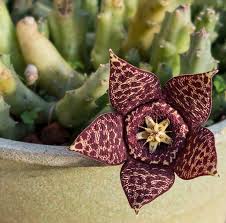 Image result for Orbea variegata