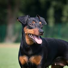 Image result for miniature pinscher