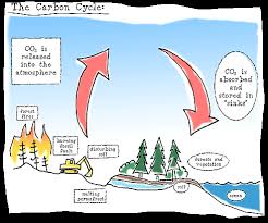 mangrove as carbon sinks mangrove