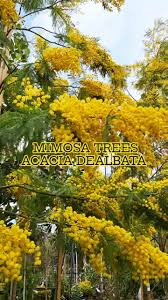 Image result for Acacia dealbata