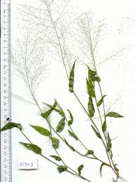 Image result for Panicum carneovaginatum