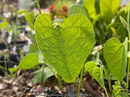 Image result for Aristolochia hockii