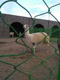 حديقة حيوان الطائف