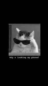 Pin By Qt Nightmare On Nightmare Before Christmas Sassy Wallpaper Cat Wallpaper Funny Cat Wallpaper