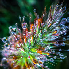 Image result for Cenchrus polystachios