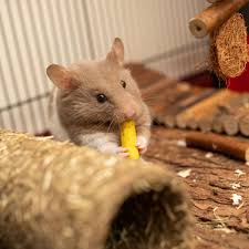 Find out about proper nutrition. Foods That Are Poisonous To Your Rat Pethelpful By Fellow Animal Lovers And Experts