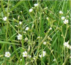 Maybe you would like to learn more about one of these? Common Mouse Ear Scottish Wildflowers Information Photos Latin Names