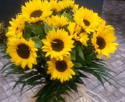Check spelling or type a new query. Mazzo Di 10 Girasoli Come Il Girasole Segue Il Sole