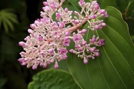 Image result for Medinilla myriantha