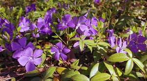 Maybe you would like to learn more about one of these? Ground Cover Plants With Purple Flowers With Pictures Identification