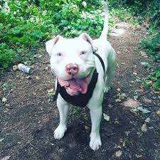 Check spelling or type a new query. Pit Bulls With Blue Eyes Health Risks Tips Care Pictures Faqs Canine Bible