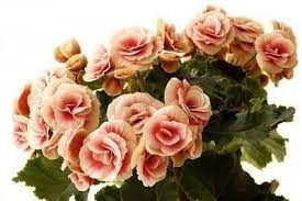 How To Care For Begonias As Houseplants Begonia Flowers Flower Pots