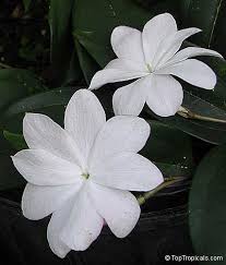 Image result for Jasminum