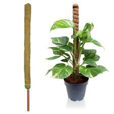 More mature plants usually come with one of these already. Coco Fiber Pole Manufacturer Plants For Hanging Baskets Plants Small Shrubs
