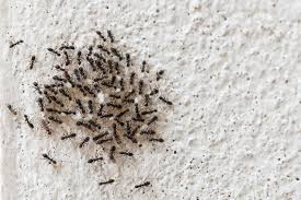 Averta termite pest control corona ca has been providing complete pest control solutions in corona for many years. How Do You Get Rid Of Ants Orange County Register