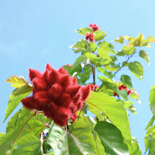 Image result for Bixa orellana