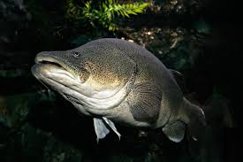 Murray Cod Wikipedia