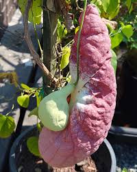 Image result for Aristolochia gigantea