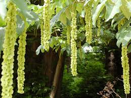 Image result for Juglandaceae