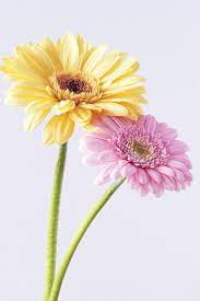 Gerbera Daisies Flowers Beautiful Flowers Pink Flowers