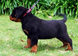 Dam (futog and milsped lines) is from a litter of direct imports (serbia). Rottweiler Puppy Price Mumbai Rottweiler Puppy For Sale In Mumbai Premium Pet House