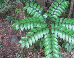 Image result for Stangeriaceae