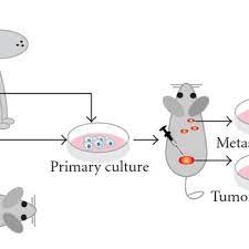 We did not find results for: Animal Cell Lines Schematic Representation Shows How Cell Cultures Are Download Scientific Diagram