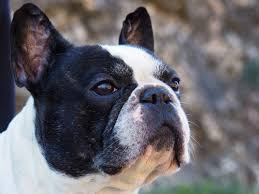 We did not find results for: Do Dogs Grieve When Another Dog Dies Canna Pet