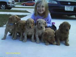 We look forward to helping you find your next family member. Goldendoodle Puppies For Sale In Two Rivers Wisconsin Classified Americanlisted Com