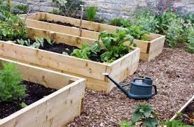 This tender annual herb is beloved for its fresh, inviting flavor. How To Start A Backyard Veggie Patch Homely