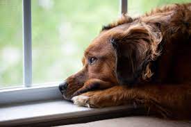 Do Dogs Get Sad When Their Puppies Leave