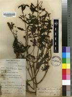 Image result for Aeollanthus pubescens