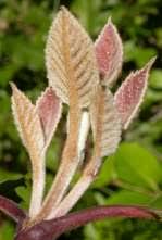 Image result for Curtisia dentata