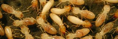 termite identification what do termites look like