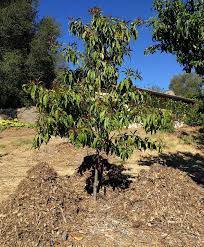 Jun 14, 2021 · although fruit trees can be planted from seed, the resulting trees won't necessarily produce fruit that's good to eat. Using Wood Chips As Mulch For Fruit Trees Greg Alder S Yard Posts Southern California Food Gardening