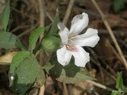 Image result for Petalidium