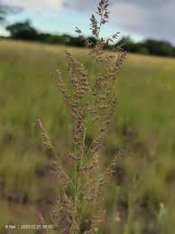 Image result for Eragrostis gummiflua