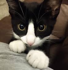 See mother cat with kitten stock video clips. Your New Kitten Start Smart For A Well Behaved Cat Fox 11 Tri Cities Fox 41 Yakima