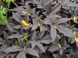 Maybe you would like to learn more about one of these? Growing Sweet Potato Vines Care Of Ornamental Sweet Potato